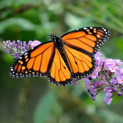 Papillon