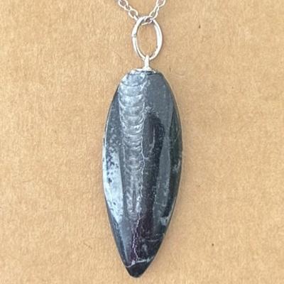 ORTHOCERAS PENDENTIF 2