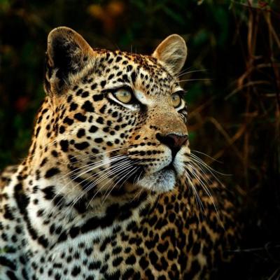 Lopard