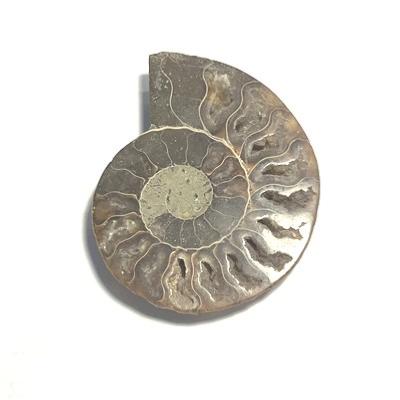 AMMONITE FOSSILE PIERRE XL