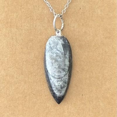 ORTHOCERAS PENDENTIF 4