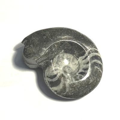 AMMONITE FOSSILE PIERRE XL