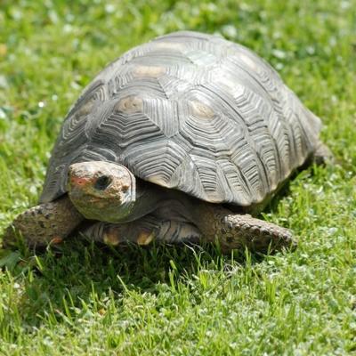 Tortue