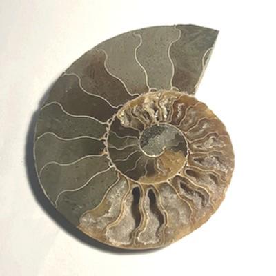 AMMONITE FOSSILE PIERRE XL